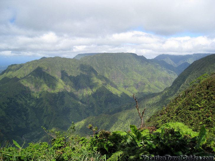 Alaka'i Swamp Hike - Kilohana Lookout