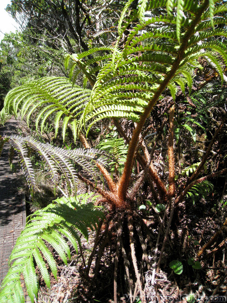 Kauai - Alakai Swamp Hike Plants