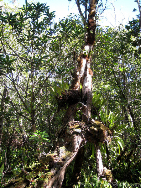 Kauai Hawaii - Alakai Swamp Hike - Unique Tree
