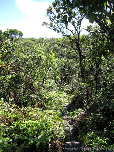 Hawaii - Alakai Swamp - Kilohana Lookout Hike