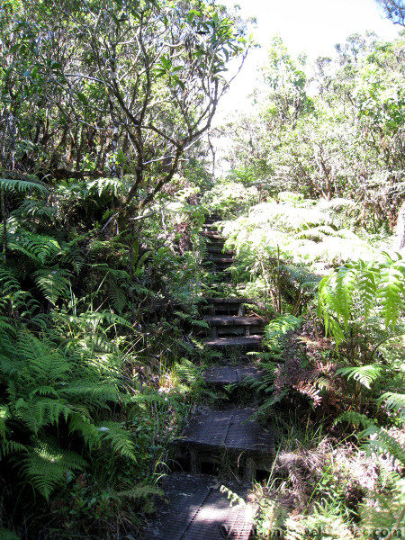 Kauai Hawaii - Alaka'i Swamp Trail