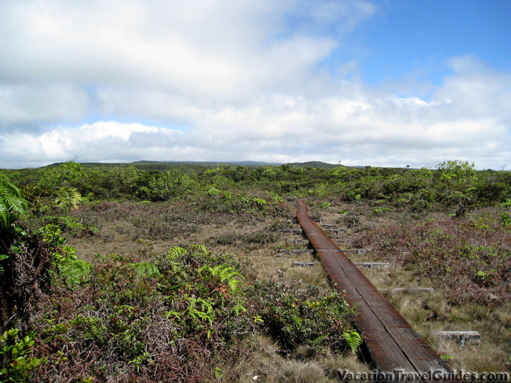 Kauai - Alaka'i Swamp Trail Boardwalk