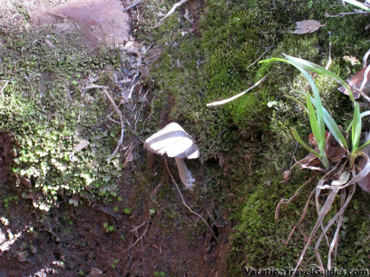 Kauai Hawaii - Alakai Swamp Trail Mushroom