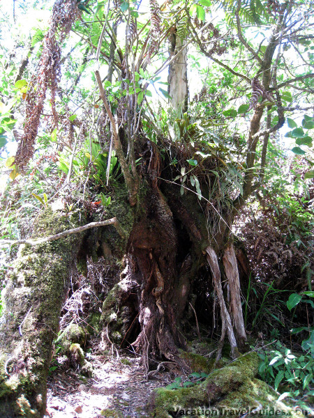 Kauai Hawaii - Alakai Swamp Trail Nature