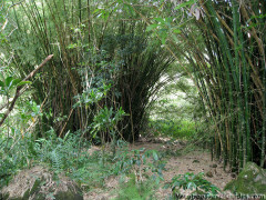Kauai Hawaii - Kalalau Hanakapiai Hike - Bamboo Trees
