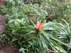 Kauai Hawaii - Kalalau Hanakapiai Falls Hike - Flower