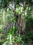 Kauai Hawaii - Kalalau Hanakapiai Hike - Plants