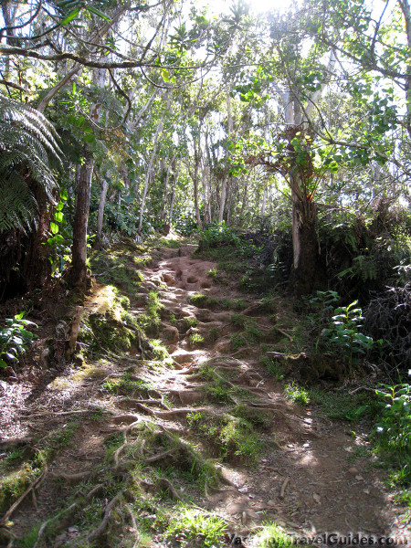 Kauai Hawaii - Pihea - Alaka'i Swamp Hike