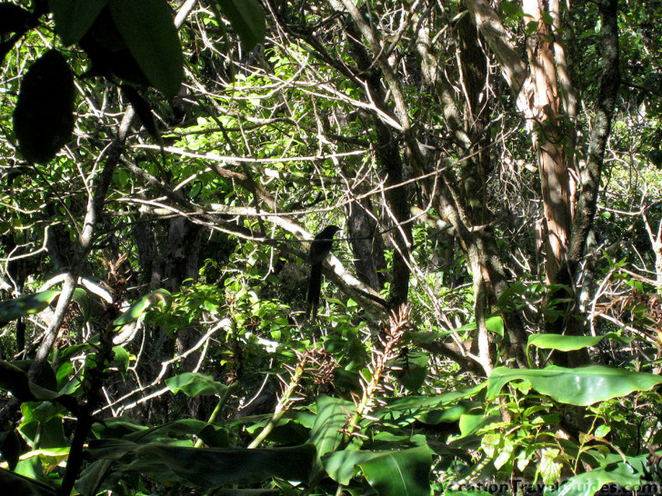 Kauai Hawaii - Pihea - Alakai Swamp Hike Bird