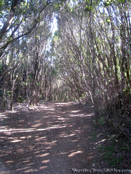 Kauai Hawaii - Pihea - Alakai Swamp Hike Forest