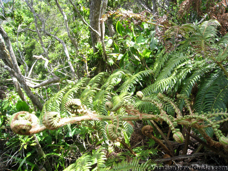 Kauai Hawaii - Pihea Alakai Swamp Hike Plants