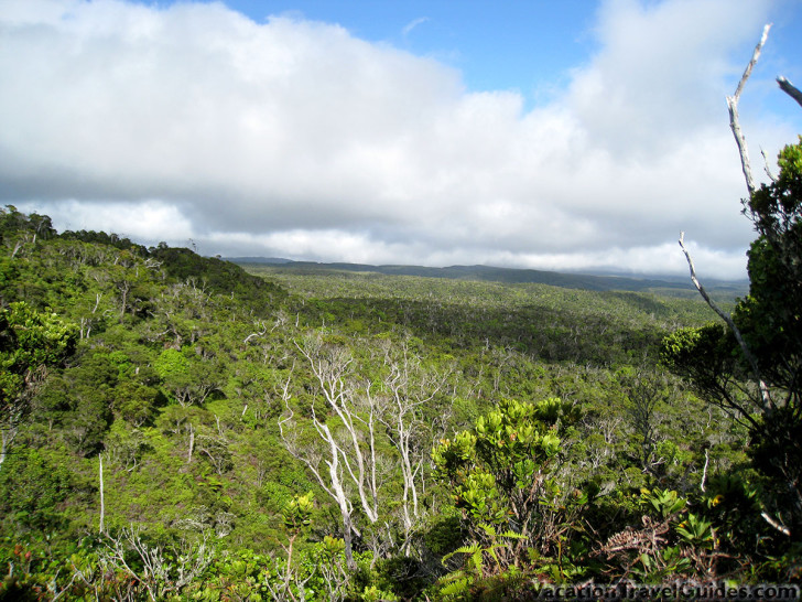 Kauai Hawaii - Pihea - Alakai' Swamp Hike View