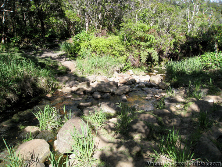 Kauai Hawaii - Pihea - Alaka'i Swamp Trail Creek