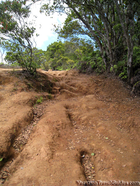 Kauai - Pihea - Alaka'i Swamp Trail Dirt