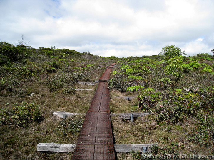Alaka'i Swamp Trail - Kilohana Lookout Hike Boardwalk