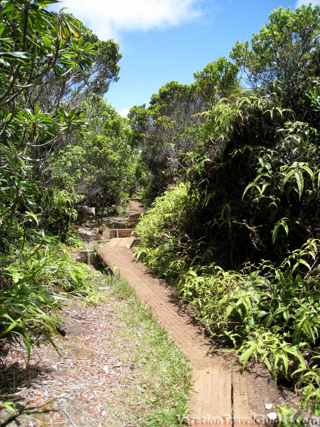 Hawaii Kauai - Pihea - Alakai Swamp Trail - Kilohana Lookout Pathway