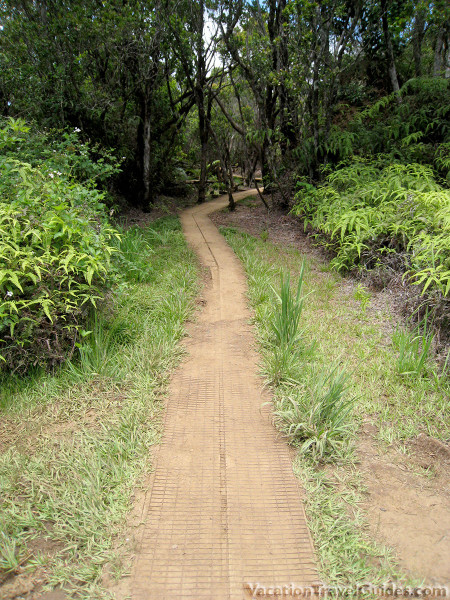Kauai Hawaii - Pihea - Alakai Swamp Trail Nature