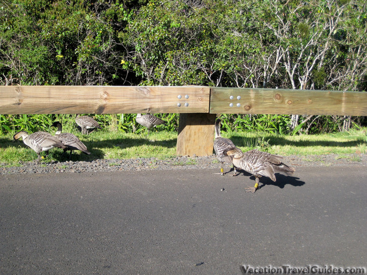 Kauai Hawaii - Pihea Geese