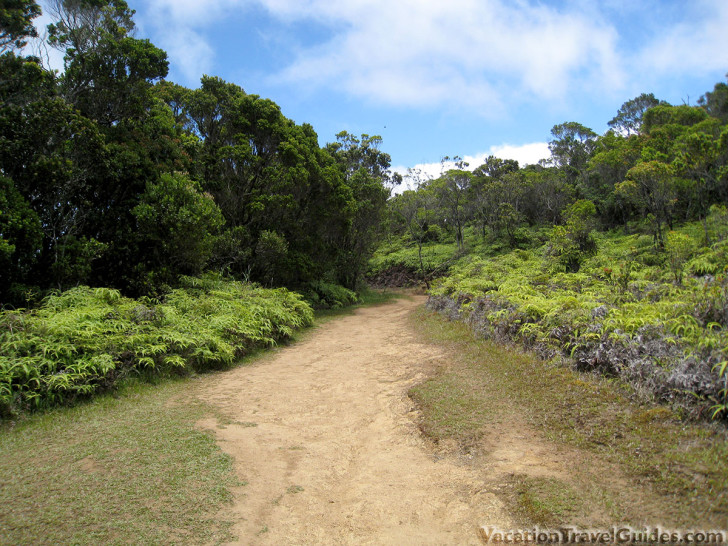 Kauai Hawaii - Pihea Hike Trees