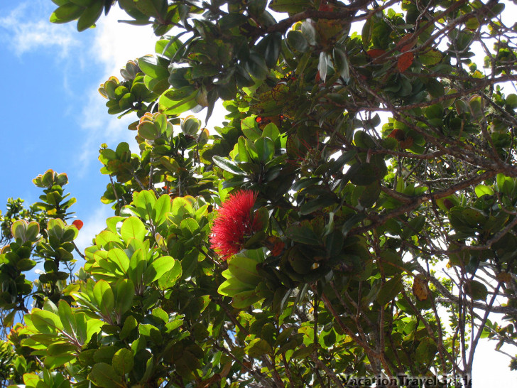 Kauai Hawaii - Pihea Plants