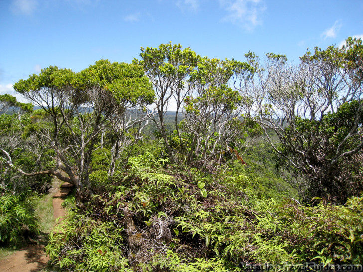 Kauai Hawaii - Pihea Tree Formations