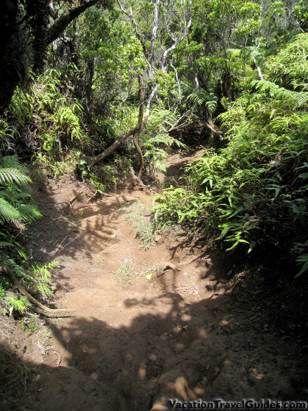 Kauai Hawaii - Pihea - Vista Trail
