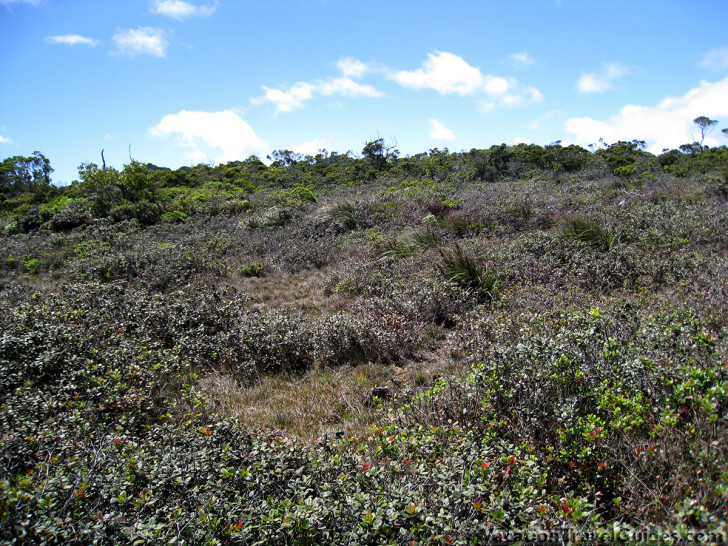 Kauai Hawaii - Pihea Alakai Swamp Trail Hike